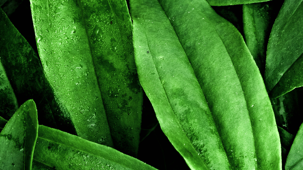 Feuille, Porte, Plante Terrestre, Végétation, Couvre-sol. Wallpaper in 1280x720 Resolution