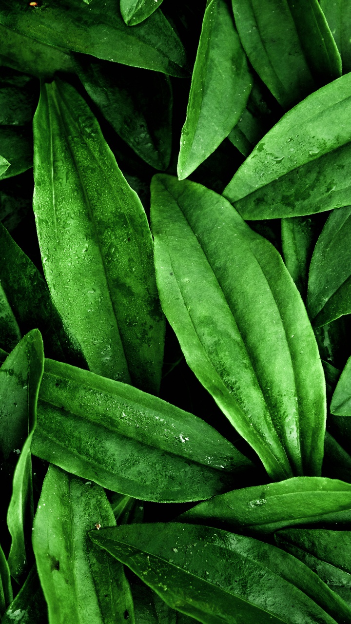 Feuille, Porte, Plante Terrestre, Végétation, Couvre-sol. Wallpaper in 720x1280 Resolution