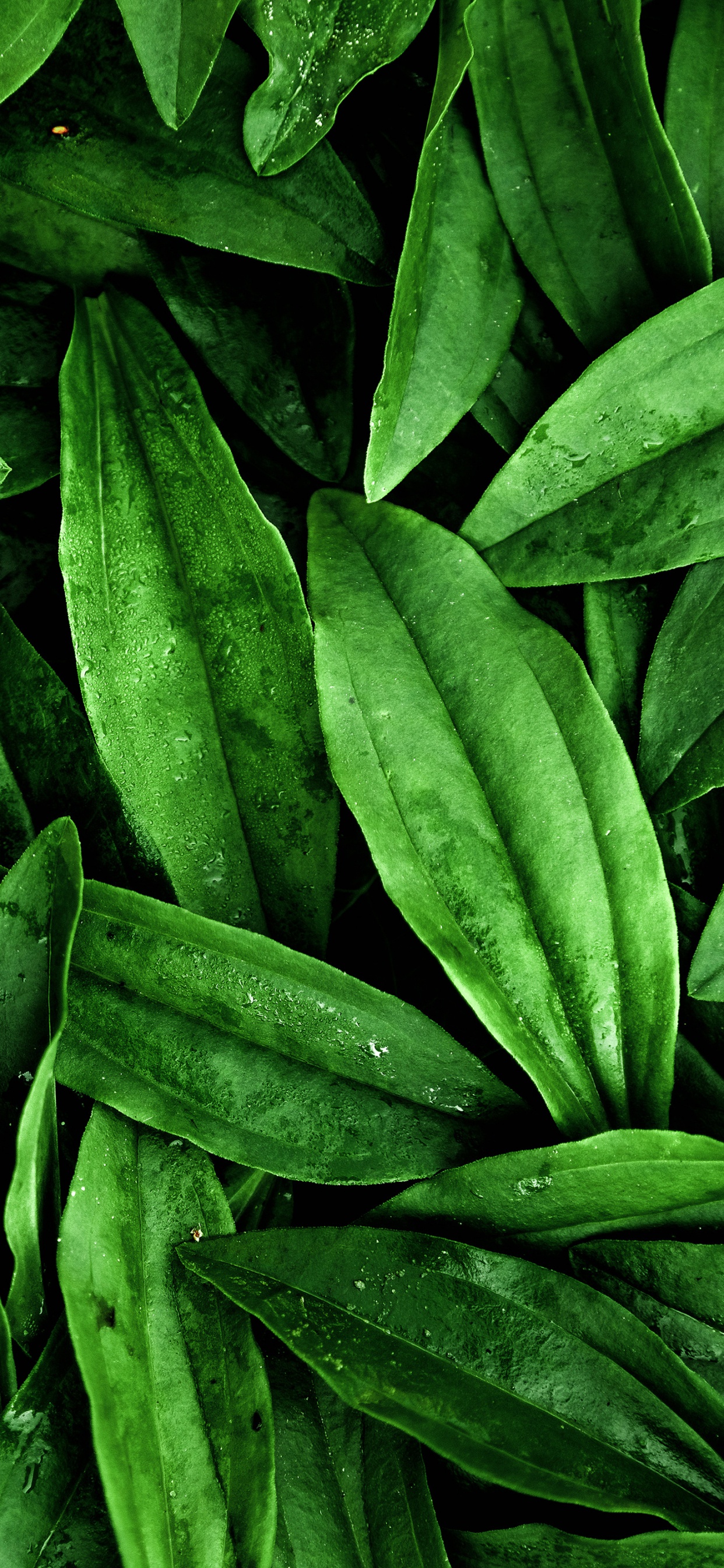 Leaf, Door, Plant, Terrestrial Plant, Vegetation. Wallpaper in 1242x2688 Resolution