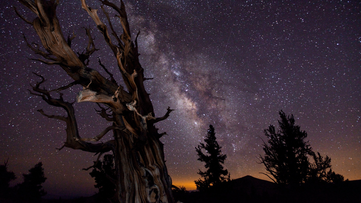 Silhouette D'arbre Sous la Nuit Étoilée. Wallpaper in 1366x768 Resolution