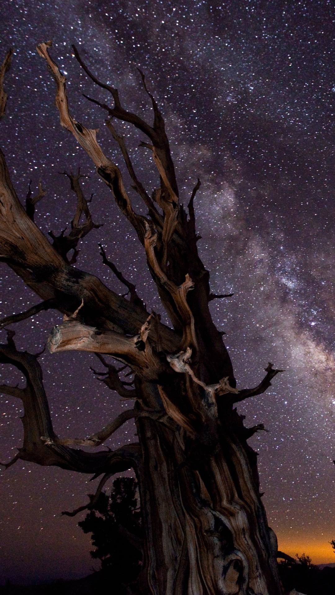 Silueta de Árbol Bajo la Noche Estrellada. Wallpaper in 1080x1920 Resolution