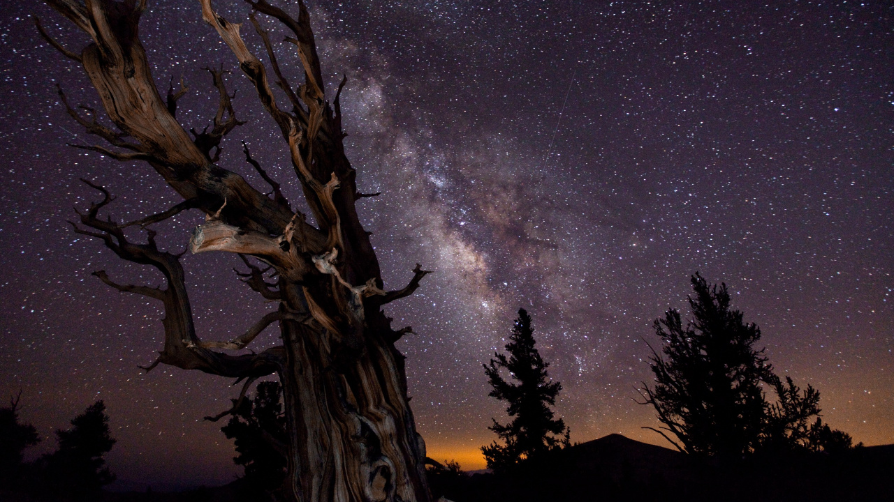 Silueta de Árbol Bajo la Noche Estrellada. Wallpaper in 1280x720 Resolution