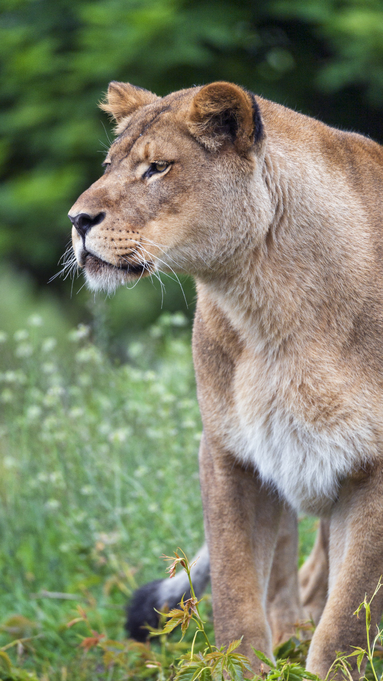 Lionne Brune Sur L'herbe Verte Pendant la Journée. Wallpaper in 750x1334 Resolution