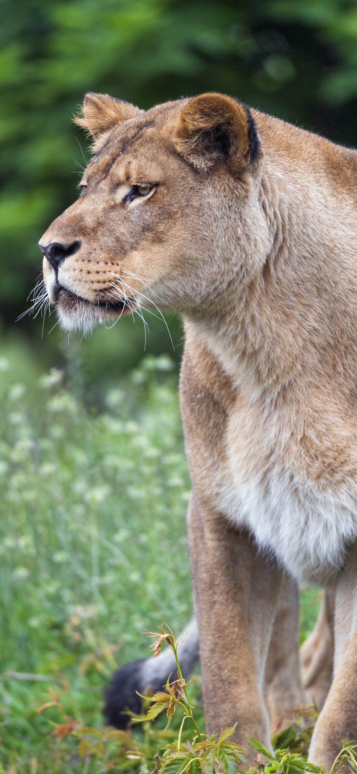 Brown Lioness on Green Grass During Daytime. Wallpaper in 1242x2688 Resolution