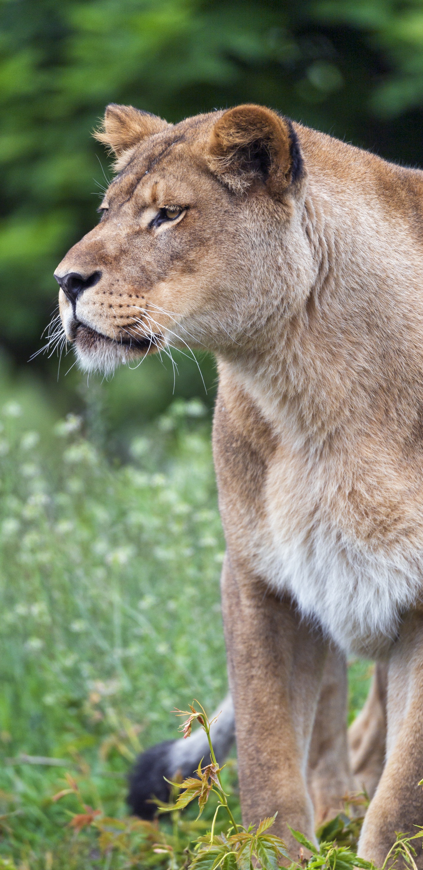 Brown Lioness on Green Grass During Daytime. Wallpaper in 1440x2960 Resolution
