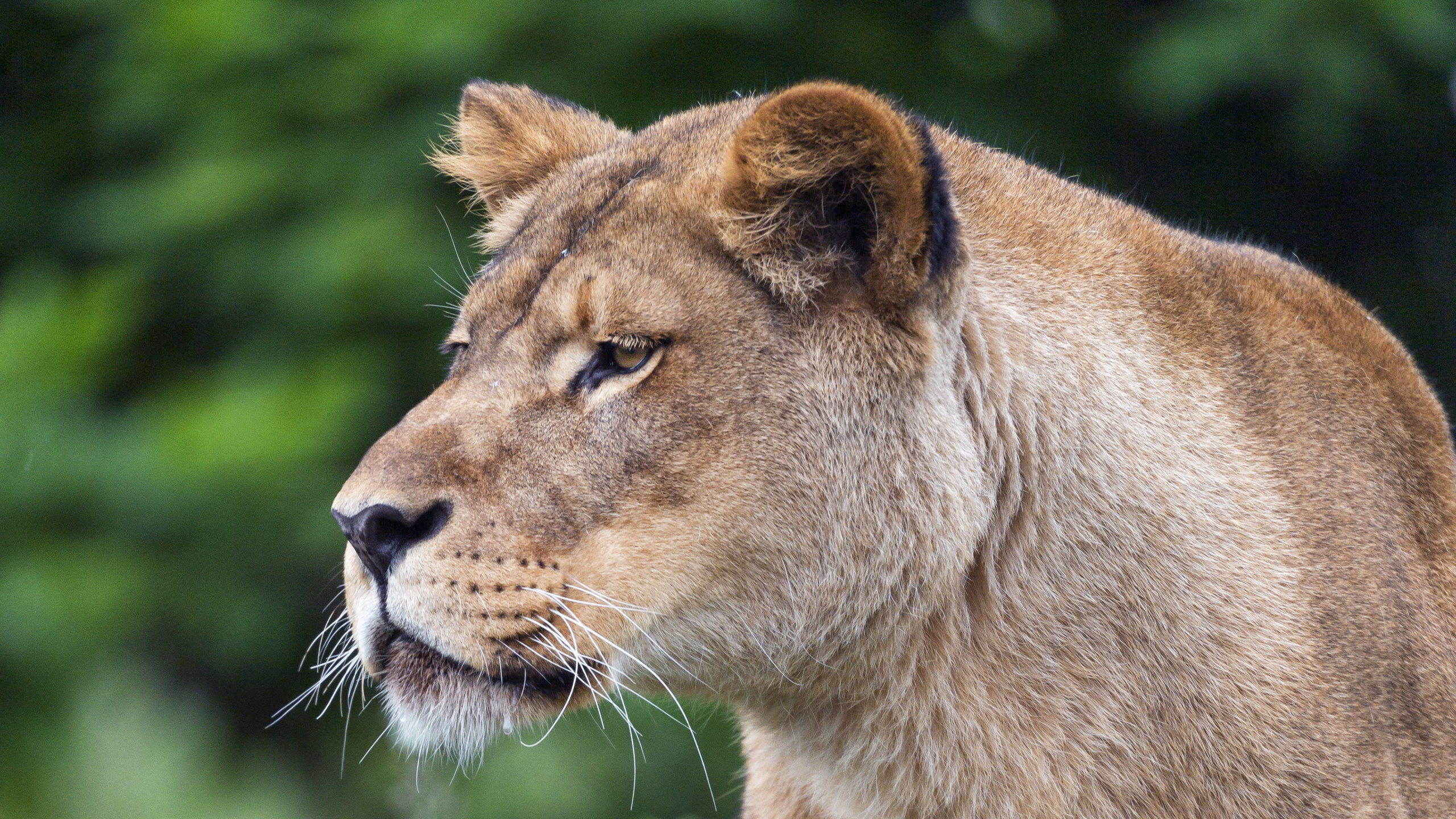 Brown Lioness on Green Grass During Daytime. Wallpaper in 2560x1440 Resolution