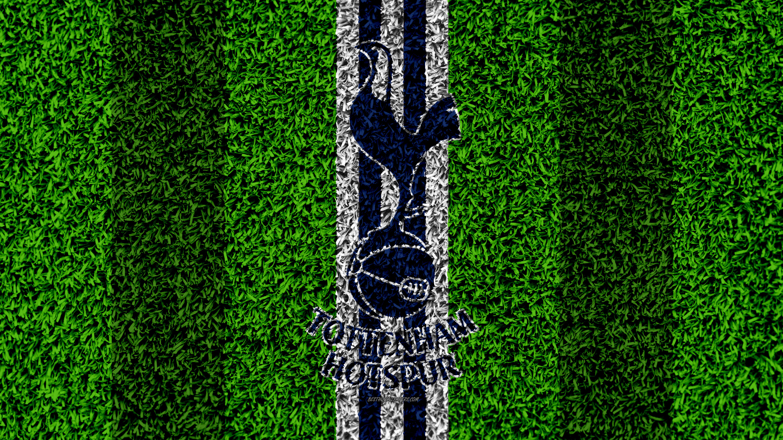 Green, Grass, Tree, Line, Grass Family. Wallpaper in 2560x1440 Resolution