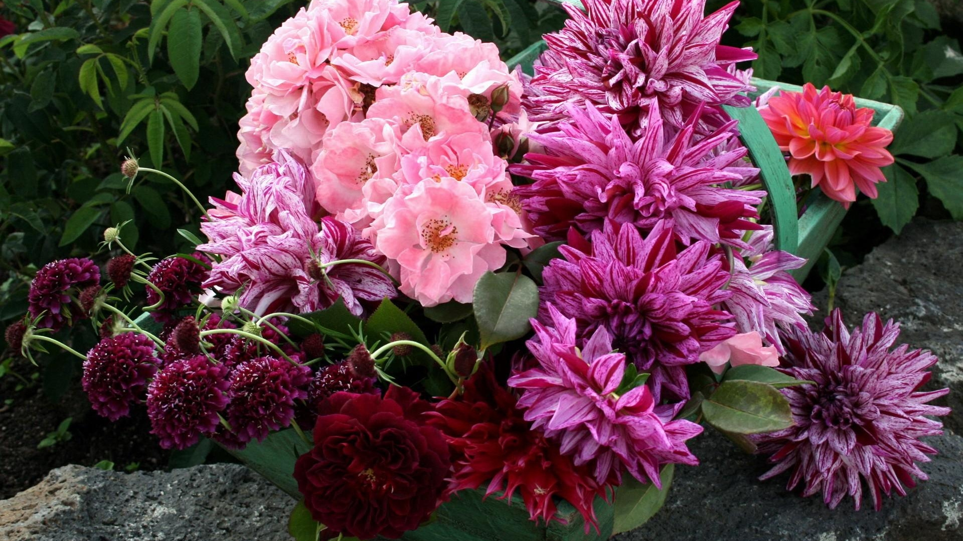 Pink Flowers With Green Leaves. Wallpaper in 1920x1080 Resolution