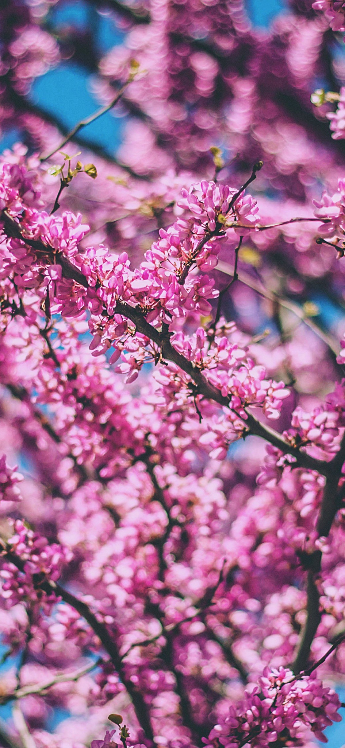 Cerisier, Pink, Printemps, Purple, Plantes Ligneuses. Wallpaper in 1125x2436 Resolution