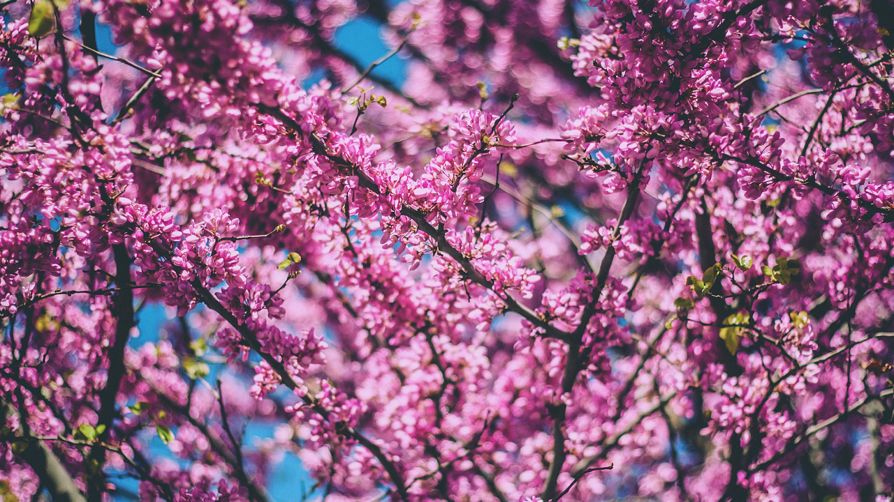 Kirschblüte, Baum, Pink, Frühjahr, Purpur. Wallpaper in 1280x720 Resolution