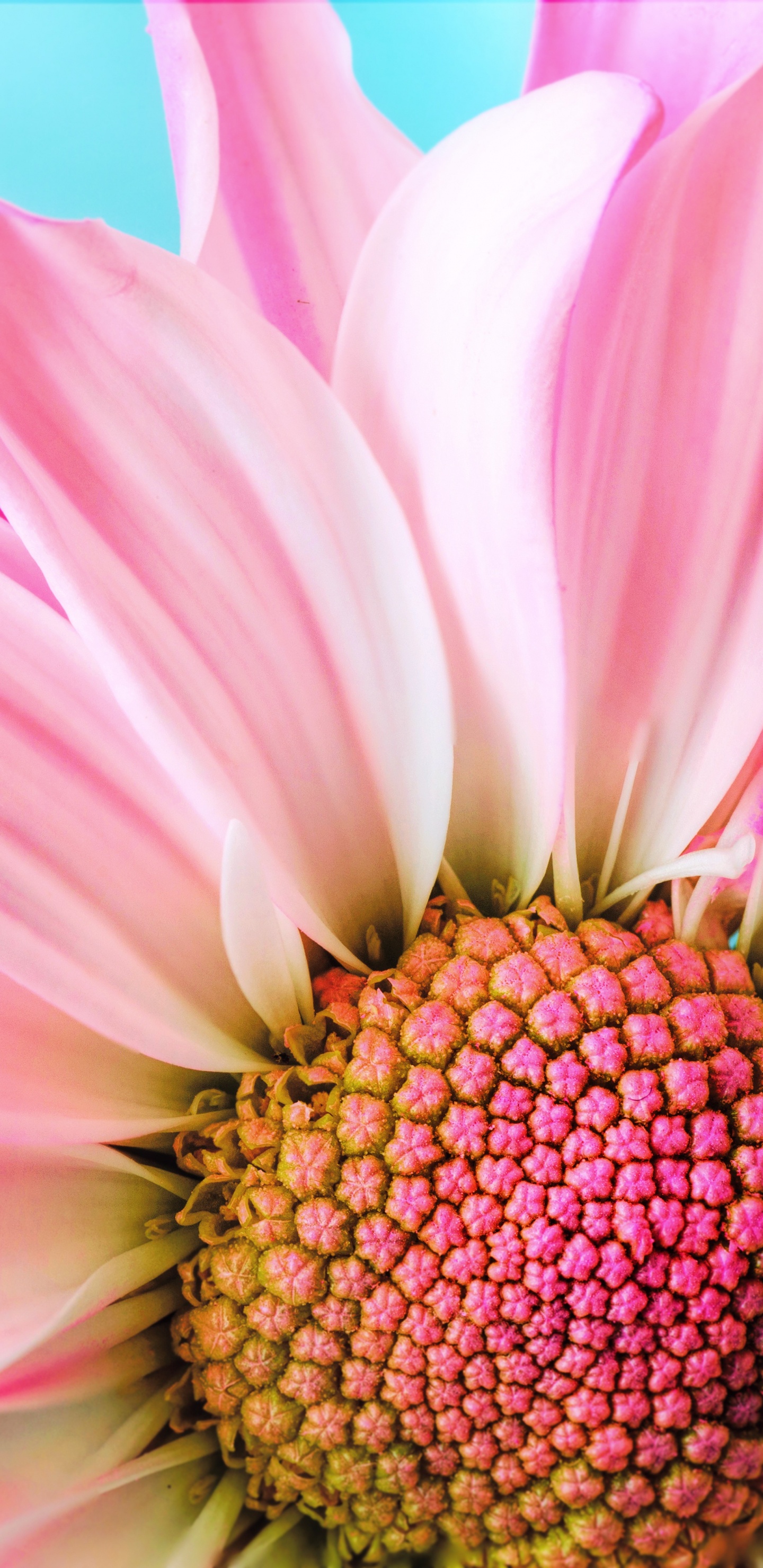 Cerrar Flor Rosa, Transvaal Daisy, Rosa, Pétalo, la Botánica. Wallpaper in 1440x2960 Resolution
