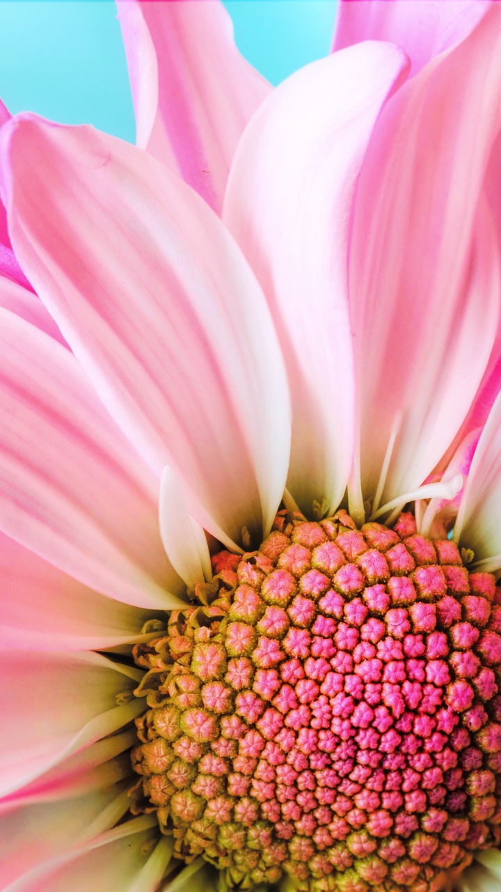 Gros Plan Fleur Rose, Transvaal Daisy, Pink, Pétale, Roses. Wallpaper in 720x1280 Resolution