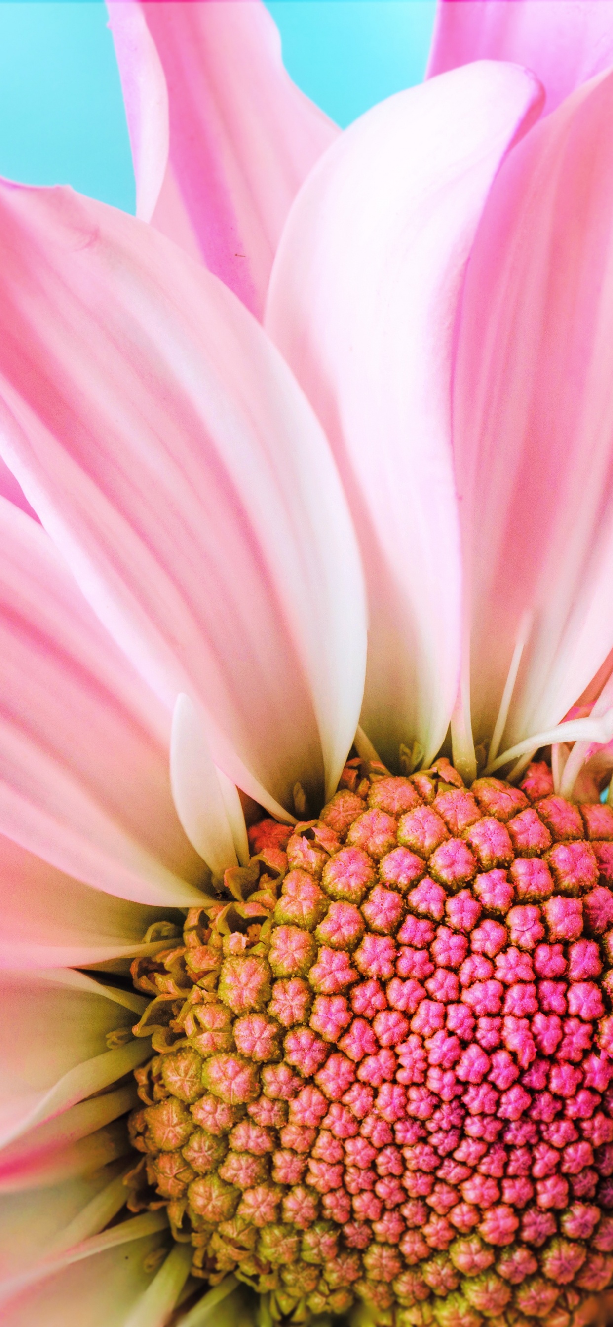 Rosa Blume Aus Nächster Nähe, Transvaal Daisy, Pink, Blütenblatt, Rose. Wallpaper in 1242x2688 Resolution
