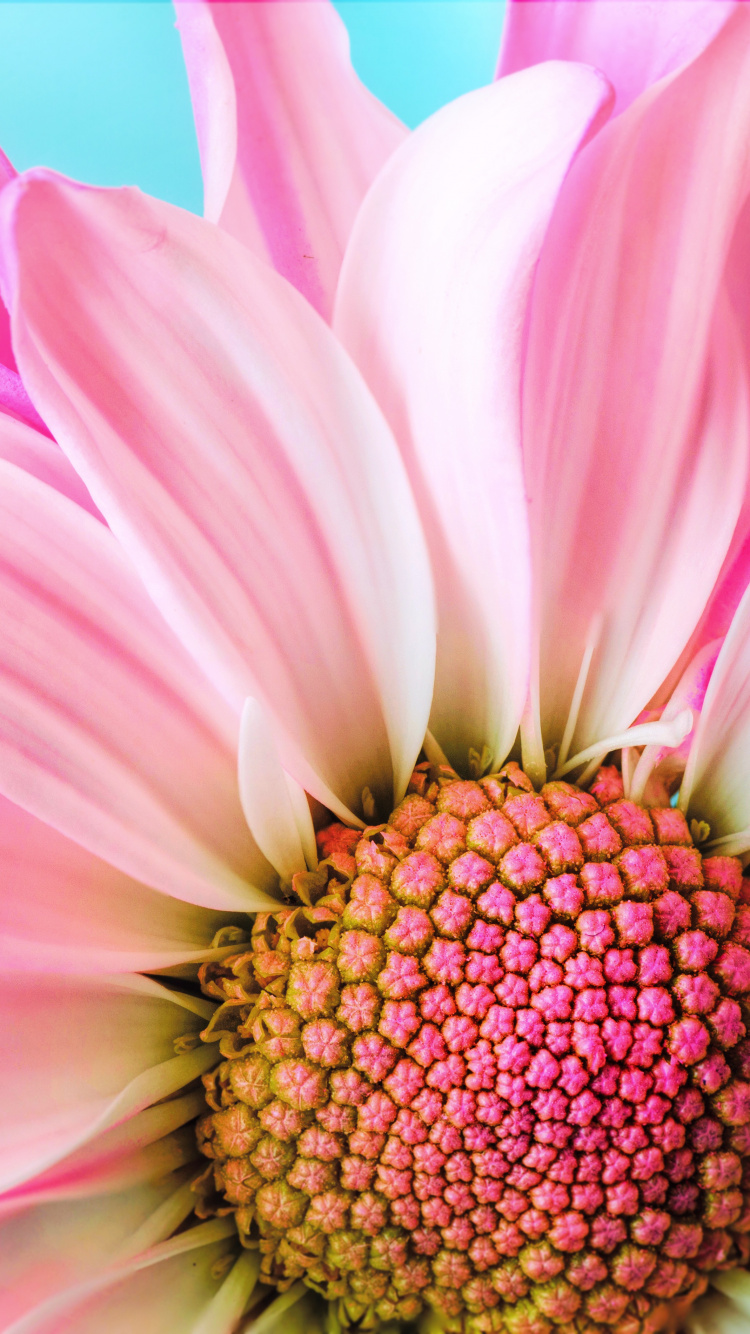 Rosa Blume Aus Nächster Nähe, Transvaal Daisy, Pink, Blütenblatt, Rose. Wallpaper in 750x1334 Resolution