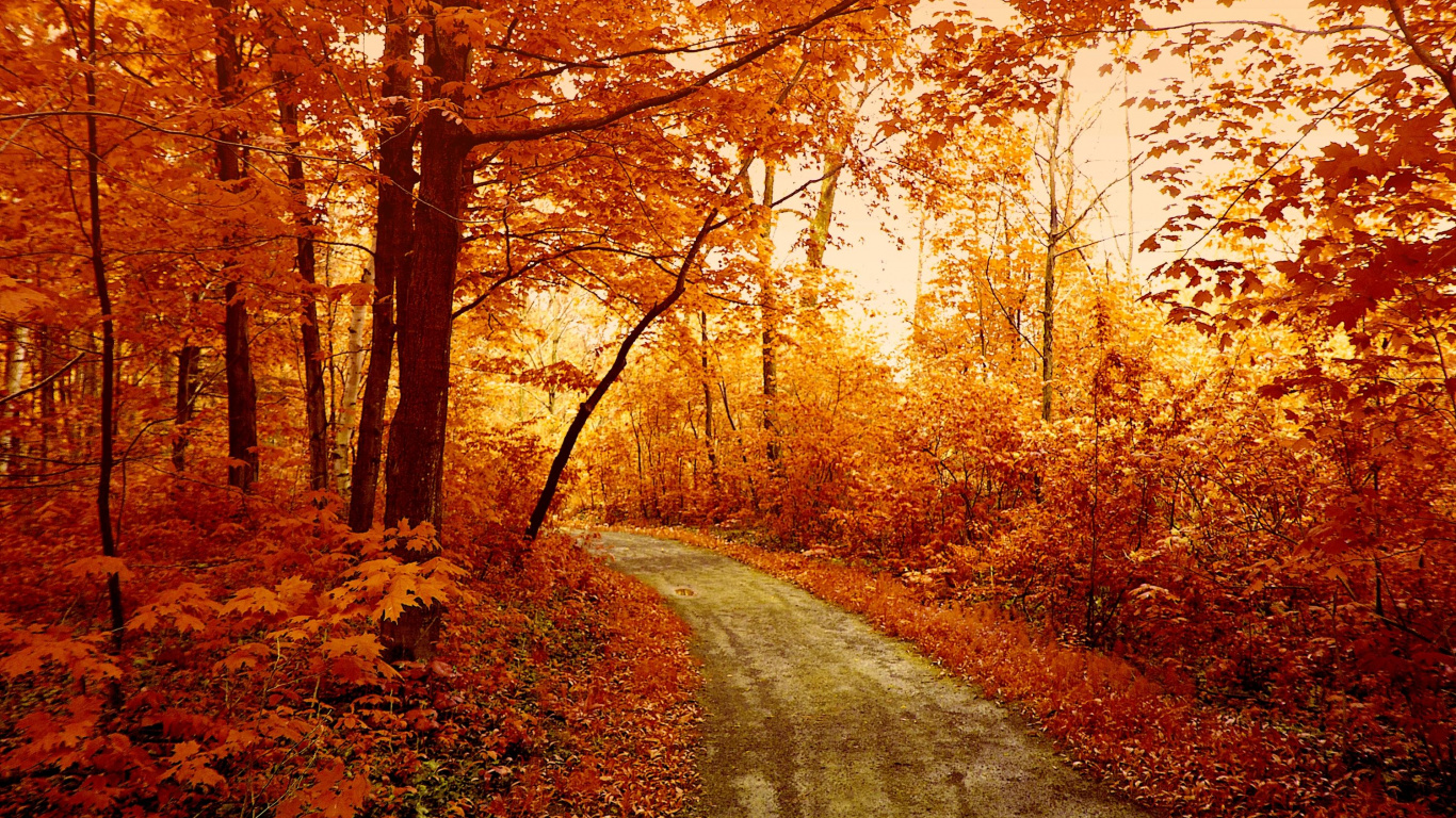 Arbres Bruns Sur Champ Brun Pendant la Journée. Wallpaper in 1366x768 Resolution