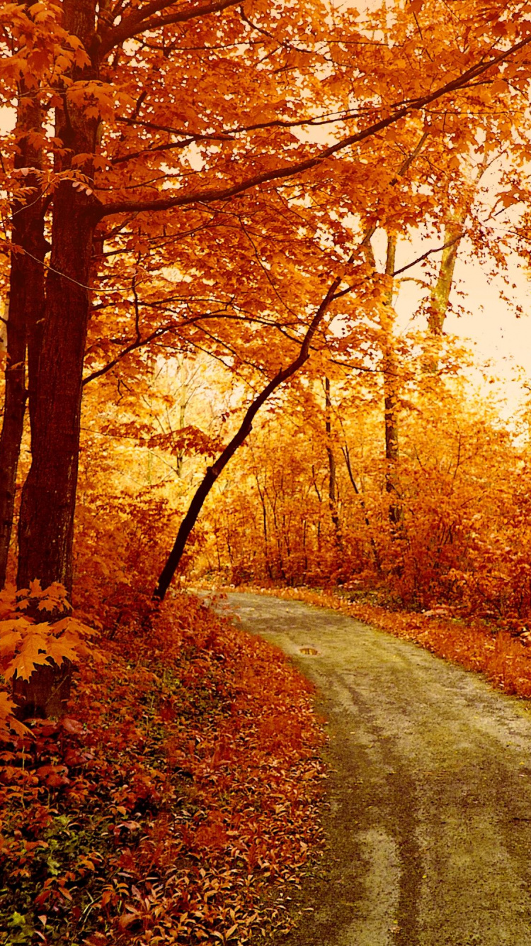 Brown Trees on Brown Field During Daytime. Wallpaper in 750x1334 Resolution