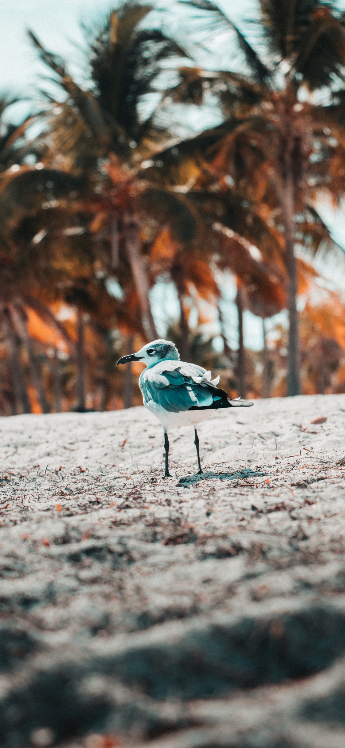 Blau-weißer Vogel Auf Grauem Sand Tagsüber. Wallpaper in 1125x2436 Resolution
