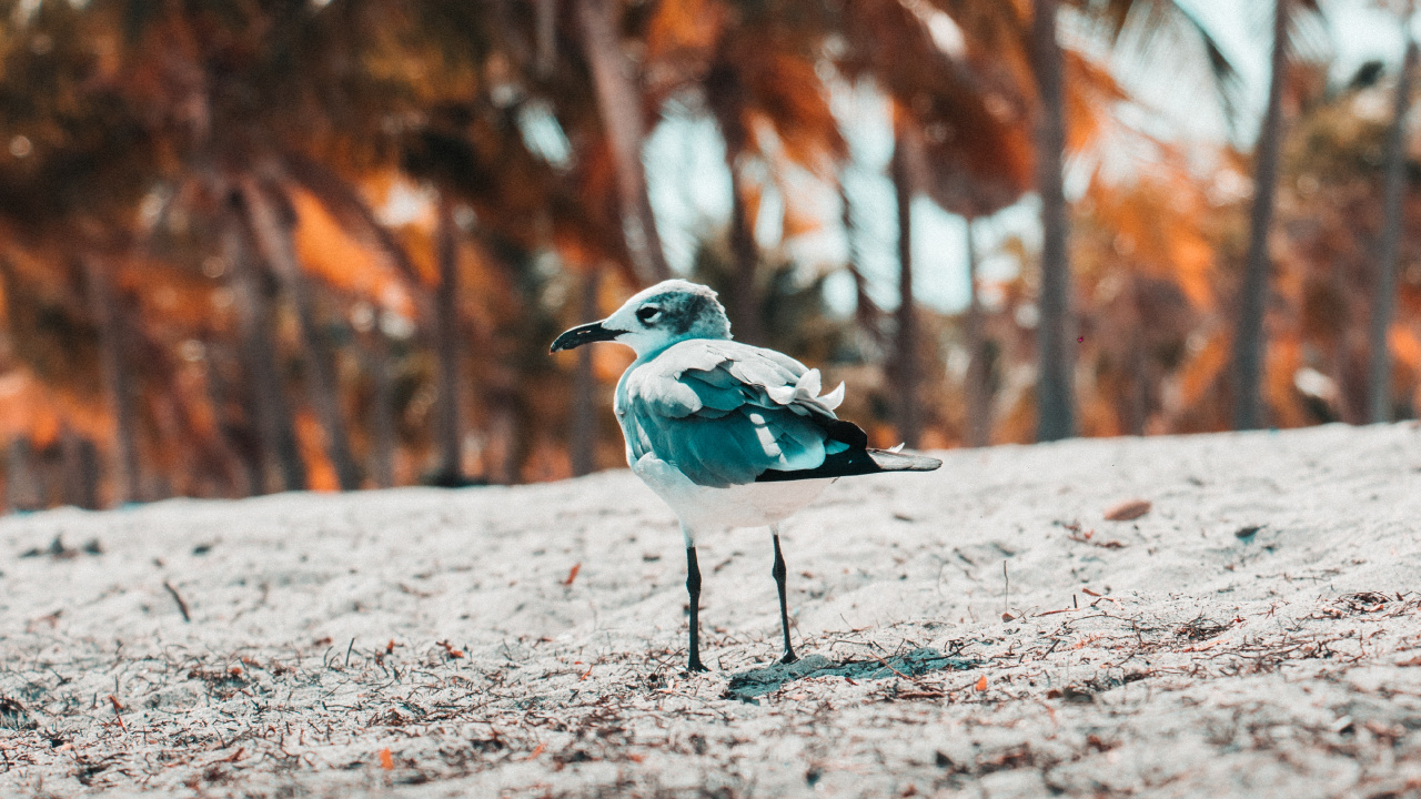 Blau-weißer Vogel Auf Grauem Sand Tagsüber. Wallpaper in 1280x720 Resolution