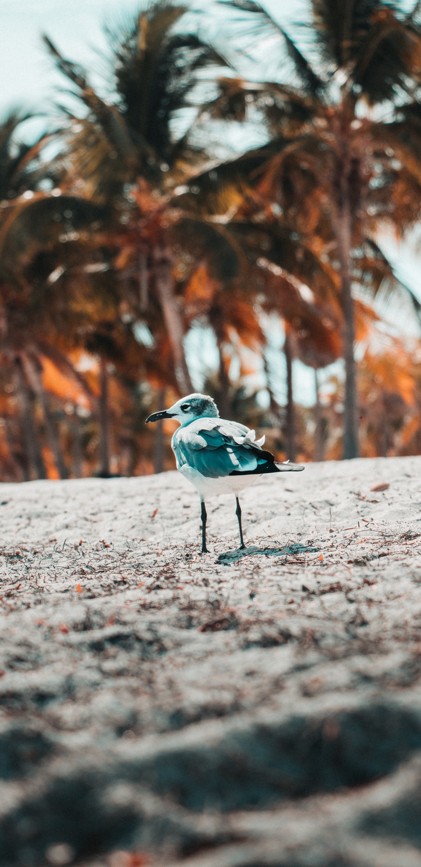 Blau-weißer Vogel Auf Grauem Sand Tagsüber. Wallpaper in 1440x2960 Resolution