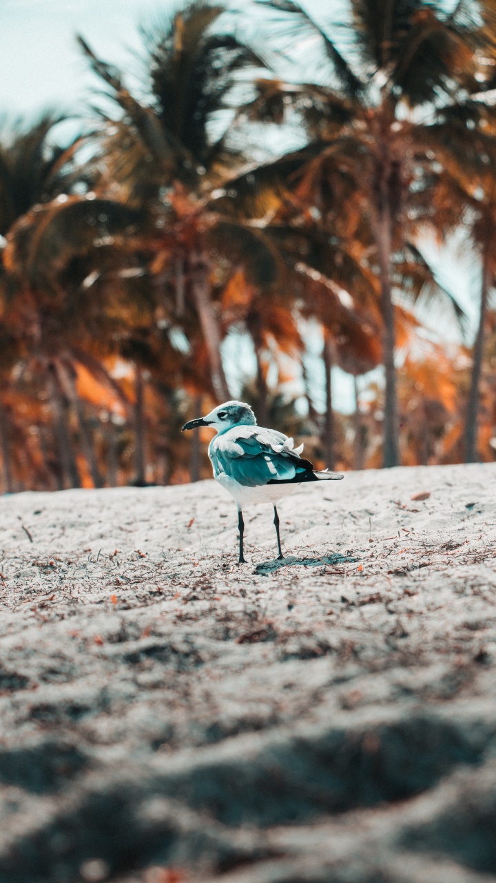 Blau-weißer Vogel Auf Grauem Sand Tagsüber. Wallpaper in 720x1280 Resolution