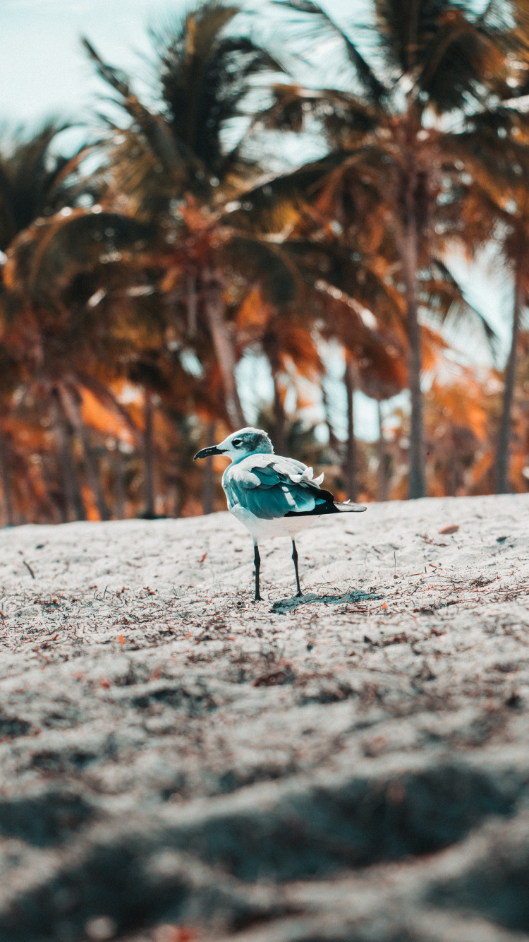Blue and White Bird on Gray Sand During Daytime. Wallpaper in 750x1334 Resolution