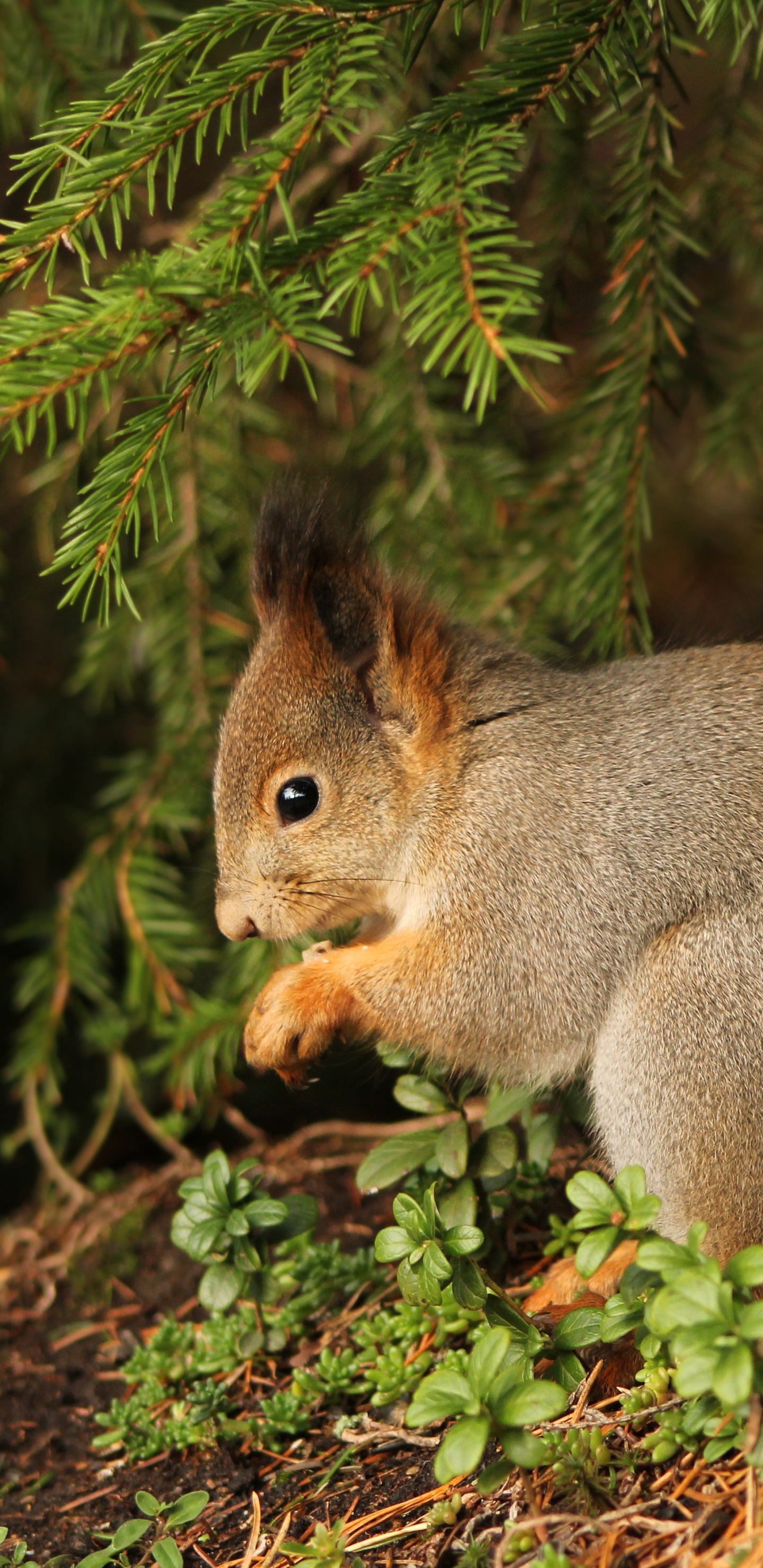 Brown Squirrel on Green Grass During Daytime. Wallpaper in 1440x2960 Resolution