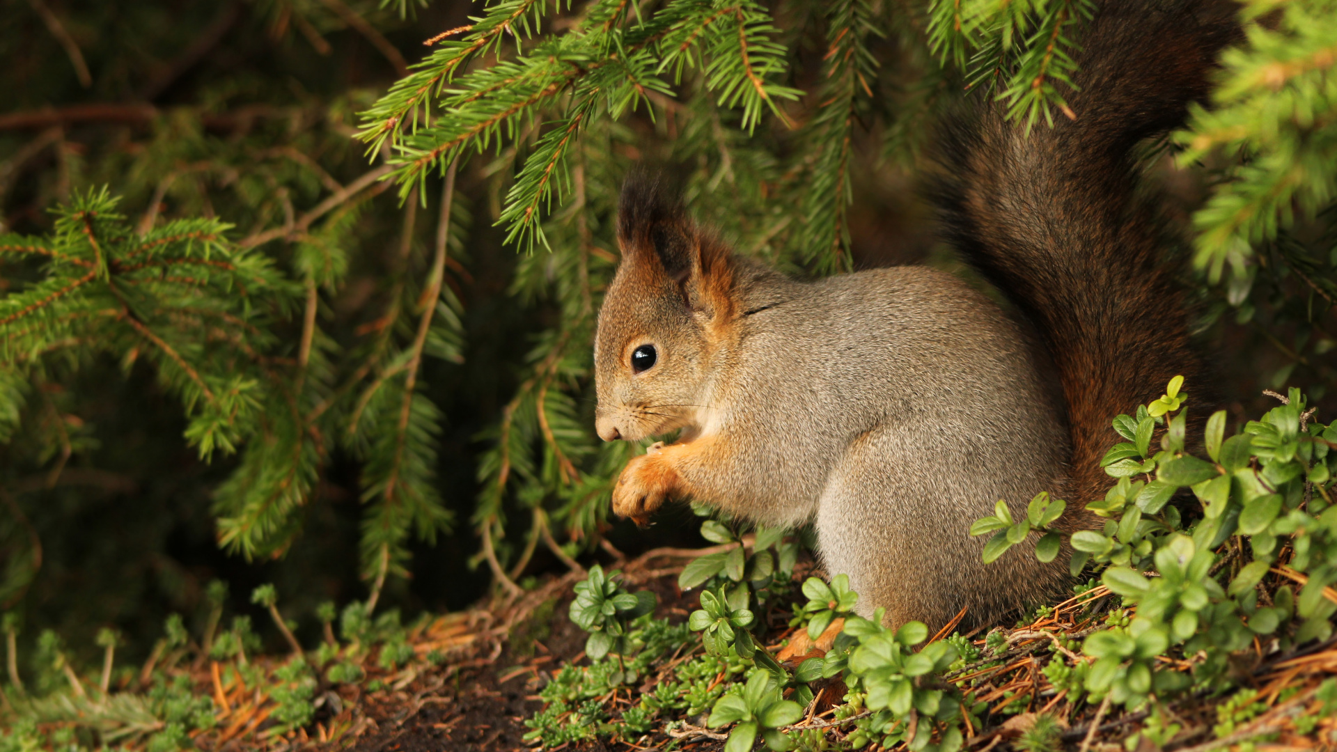 Brown Squirrel on Green Grass During Daytime. Wallpaper in 1920x1080 Resolution
