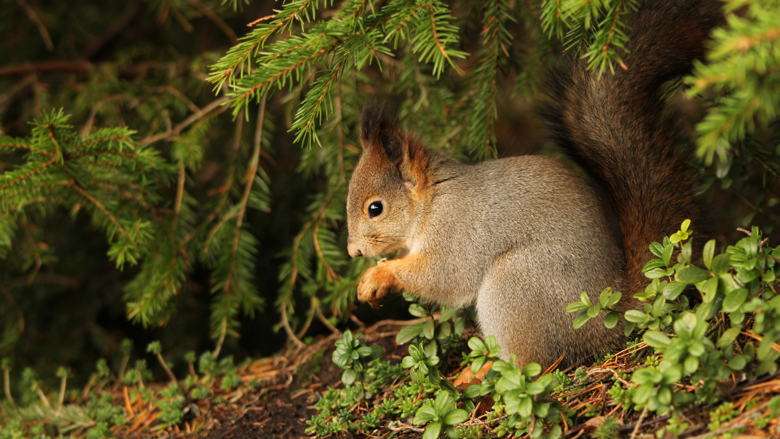 Brown Squirrel on Green Grass During Daytime. Wallpaper in 2560x1440 Resolution