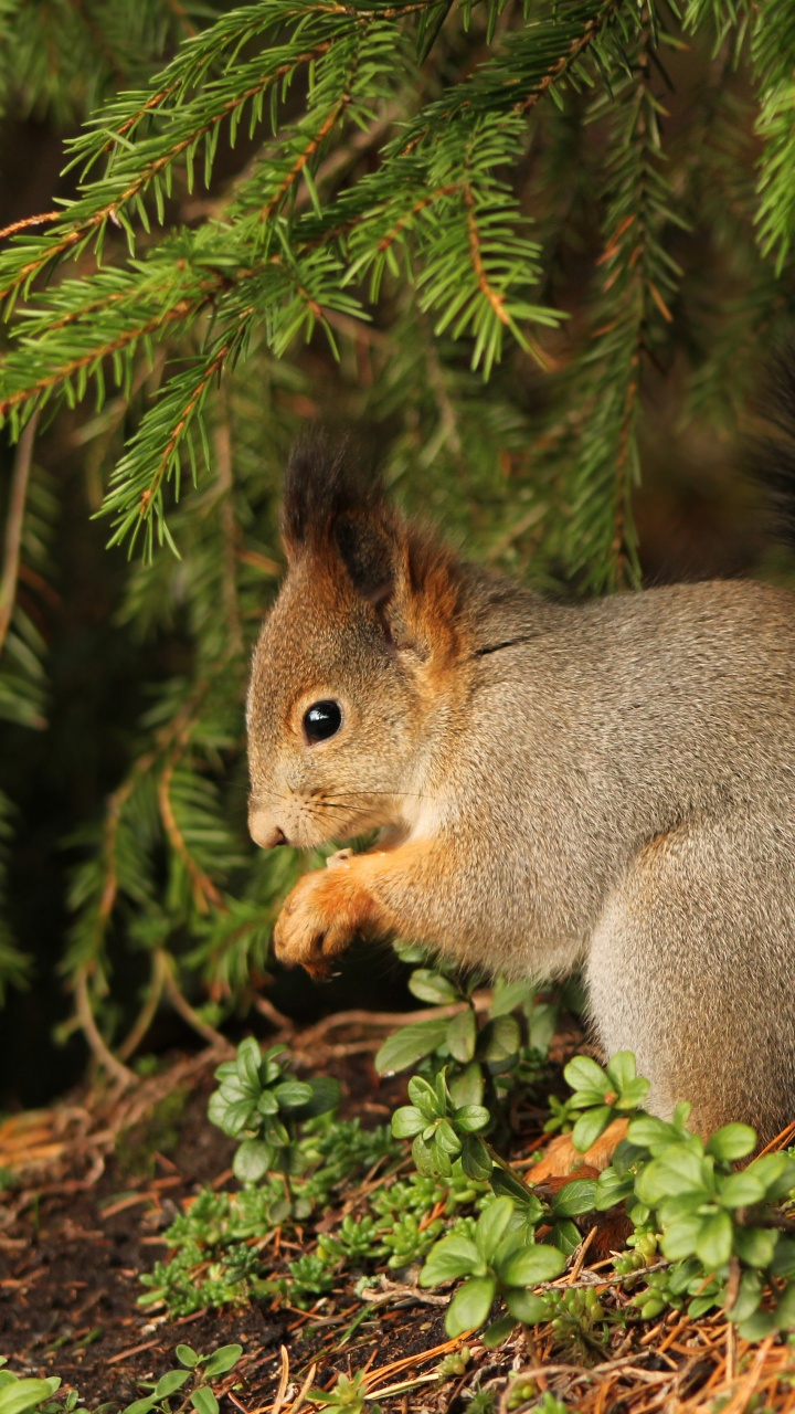 Brown Squirrel on Green Grass During Daytime. Wallpaper in 720x1280 Resolution