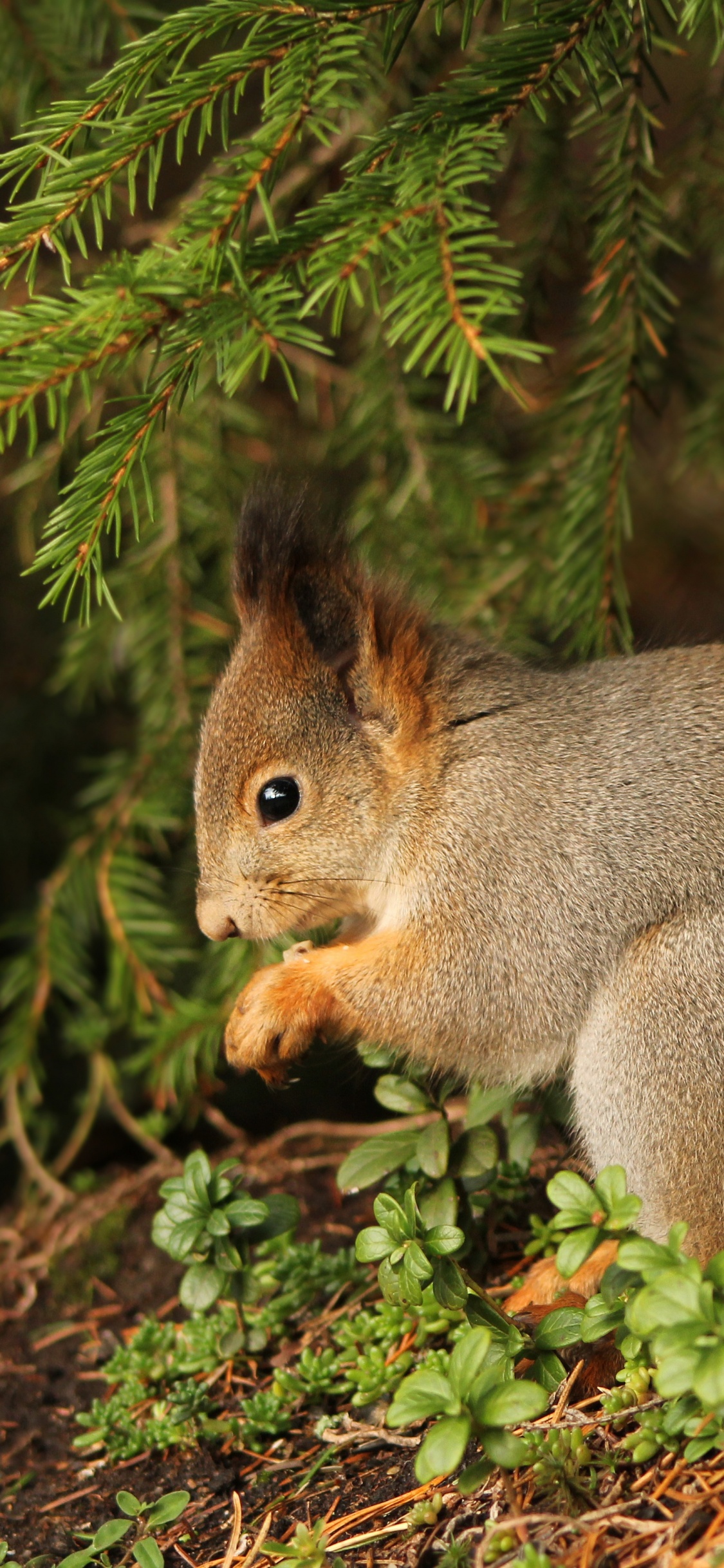 Écureuil Brun Sur L'herbe Verte Pendant la Journée. Wallpaper in 1125x2436 Resolution
