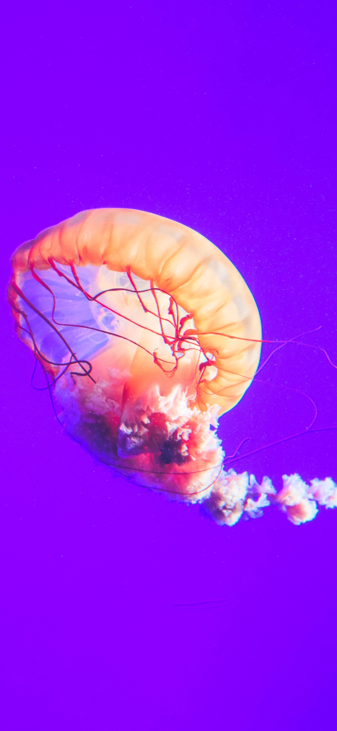 Brown and White Jellyfish Under Blue Sky. Wallpaper in 1125x2436 Resolution