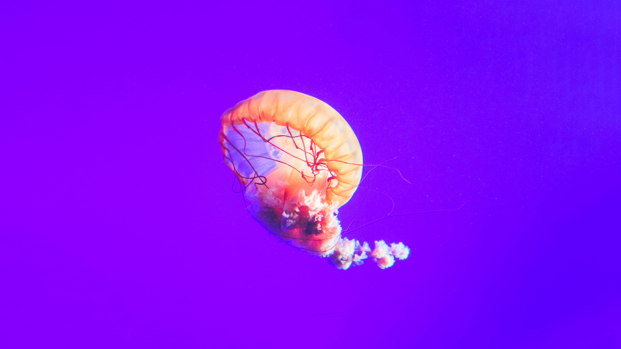 Brown and White Jellyfish Under Blue Sky. Wallpaper in 1280x720 Resolution