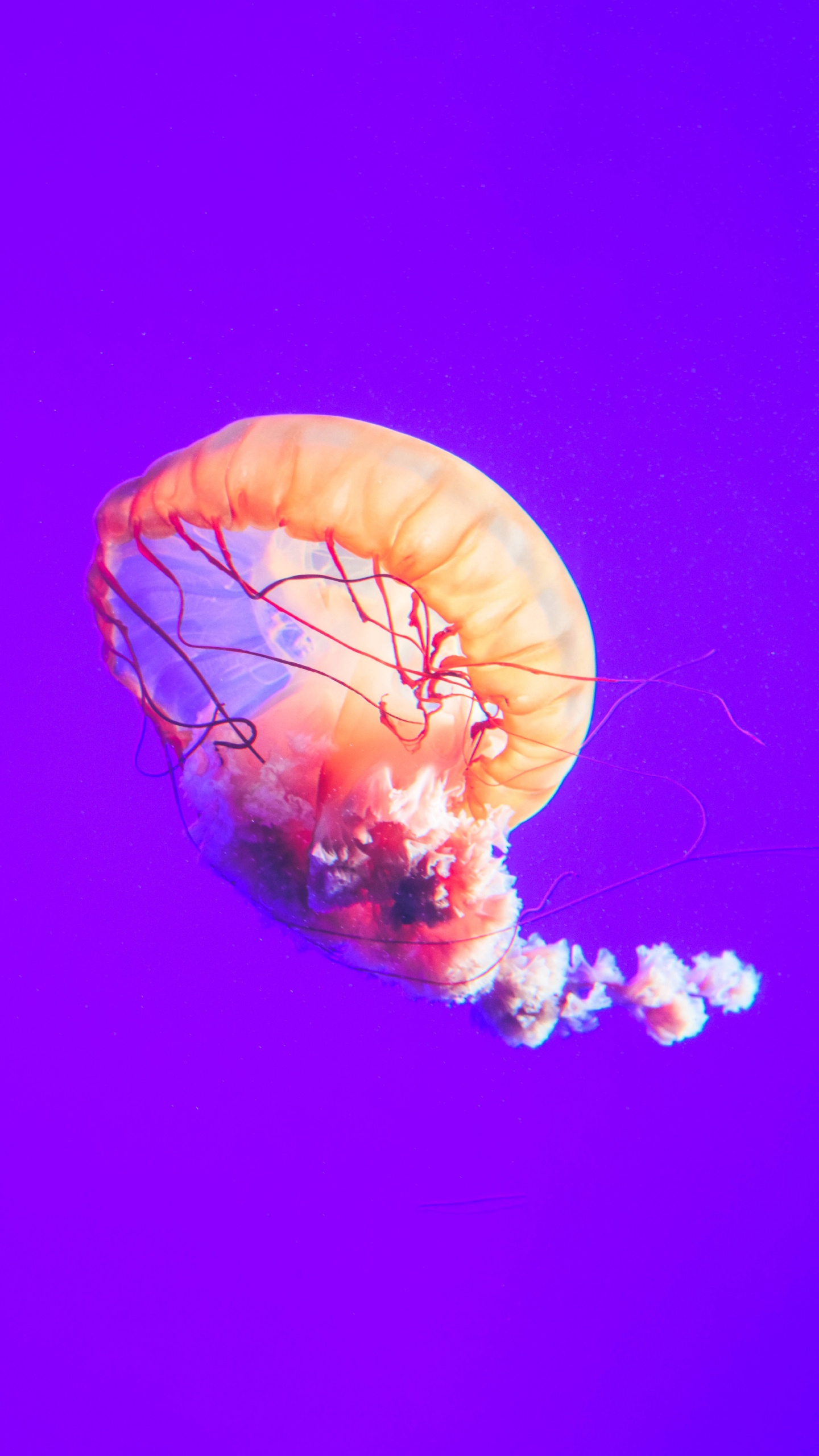 Brown and White Jellyfish Under Blue Sky. Wallpaper in 1440x2560 Resolution