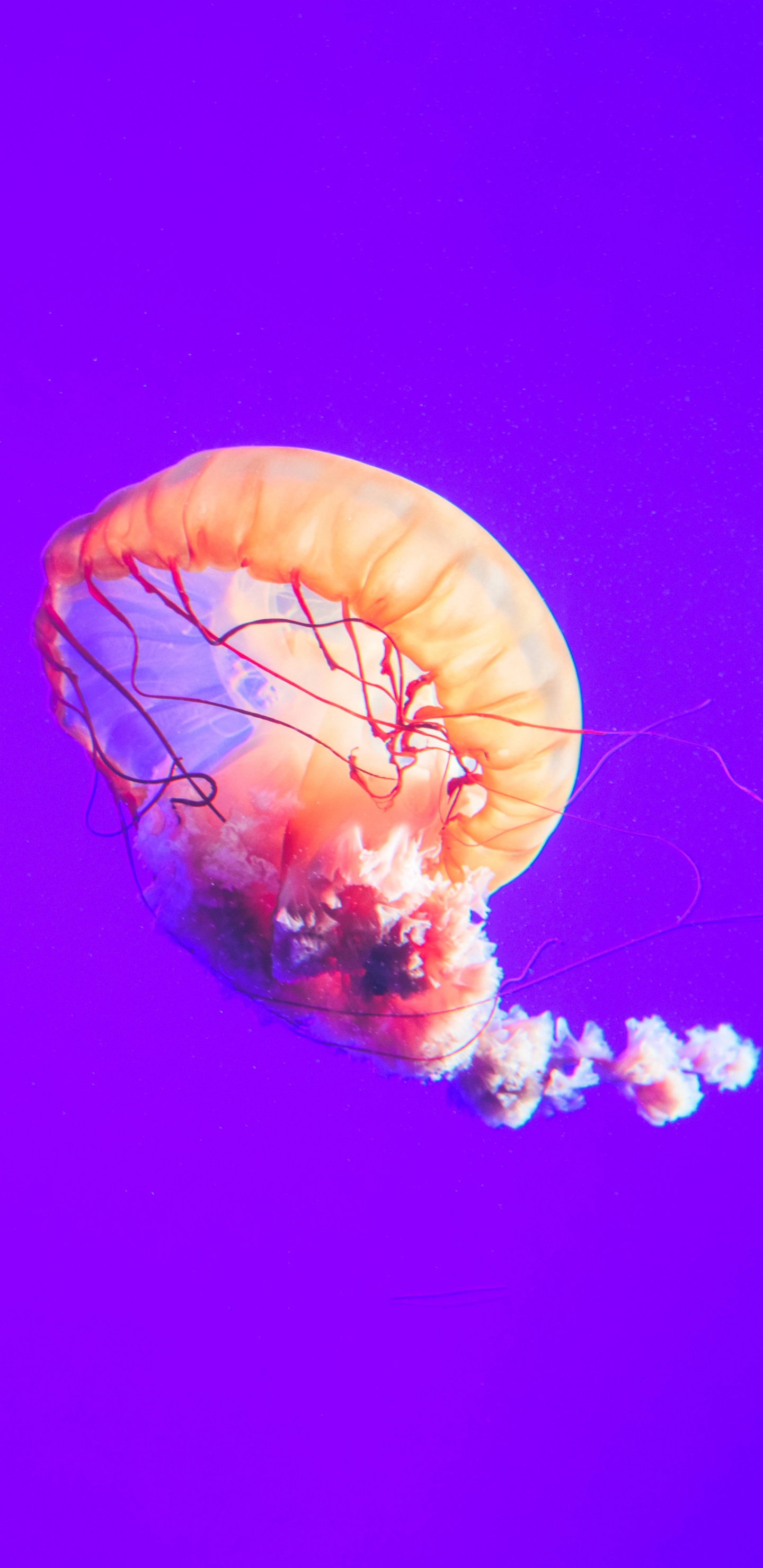 Brown and White Jellyfish Under Blue Sky. Wallpaper in 1440x2960 Resolution