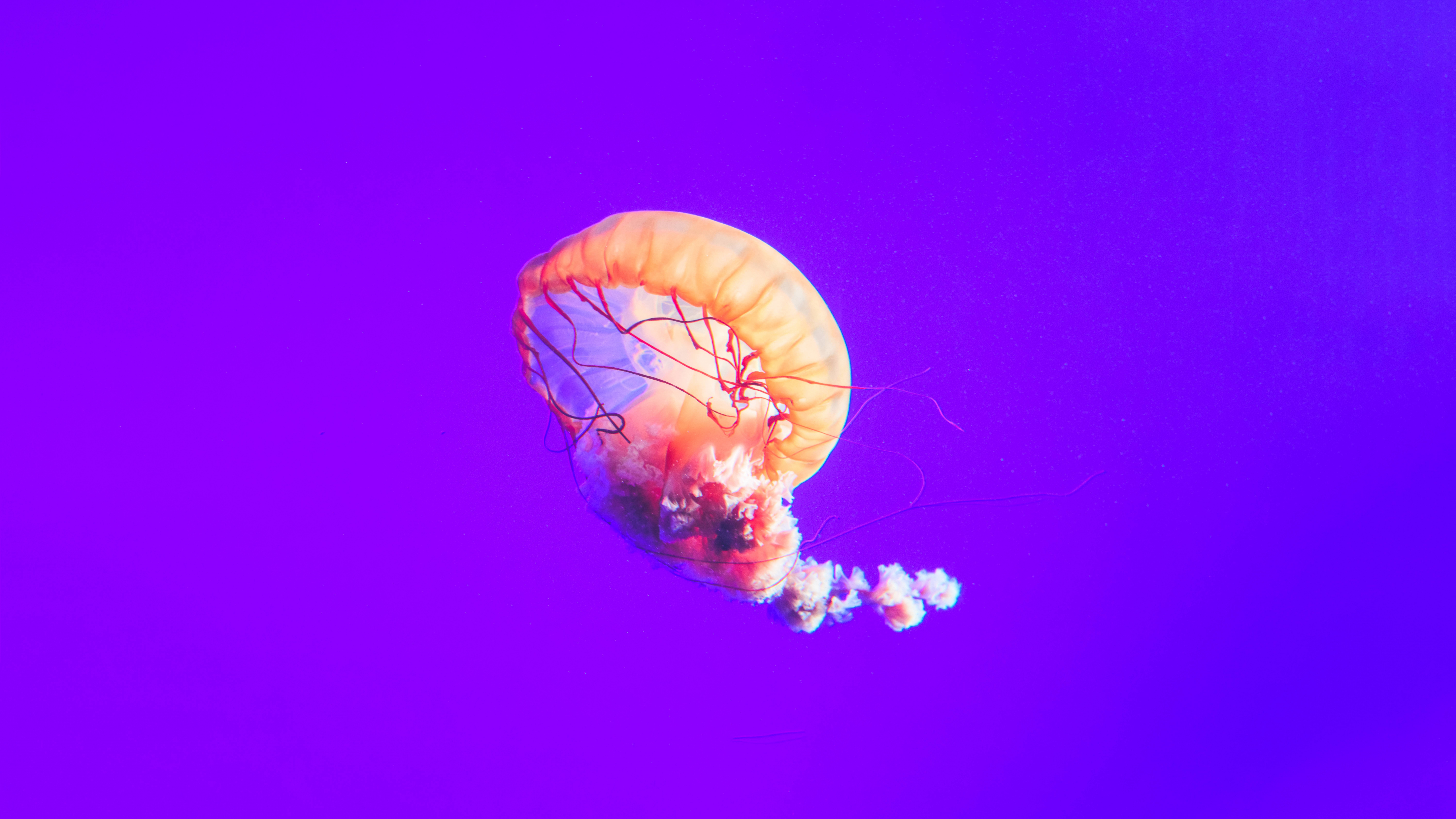 Brown and White Jellyfish Under Blue Sky. Wallpaper in 7680x4320 Resolution