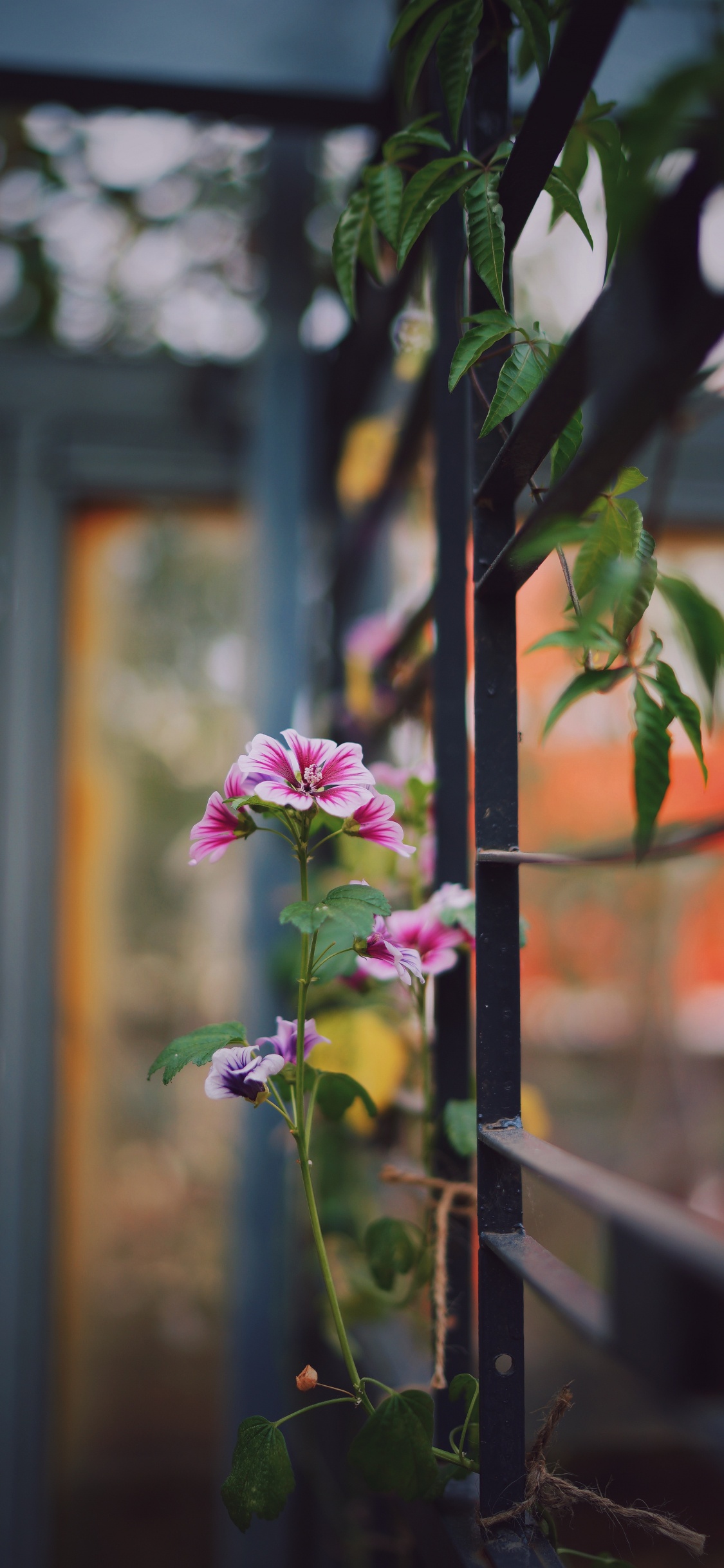 Lila Blume in Tilt-Shift-Linse. Wallpaper in 1125x2436 Resolution