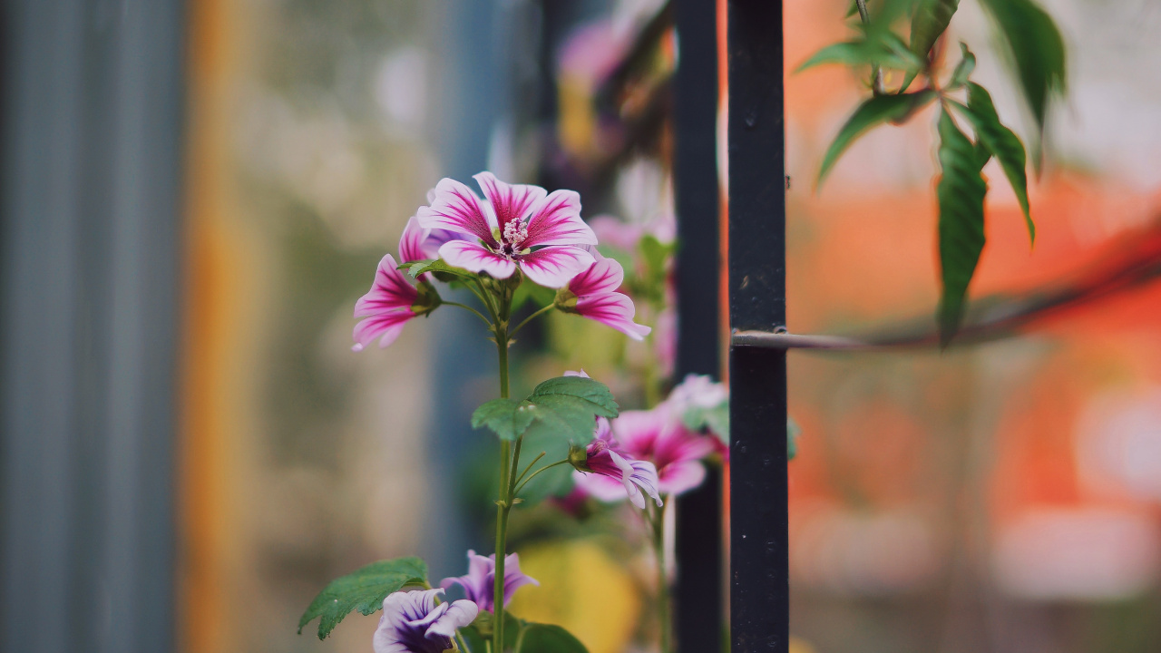 Purple Flower in Tilt Shift Lens. Wallpaper in 1280x720 Resolution