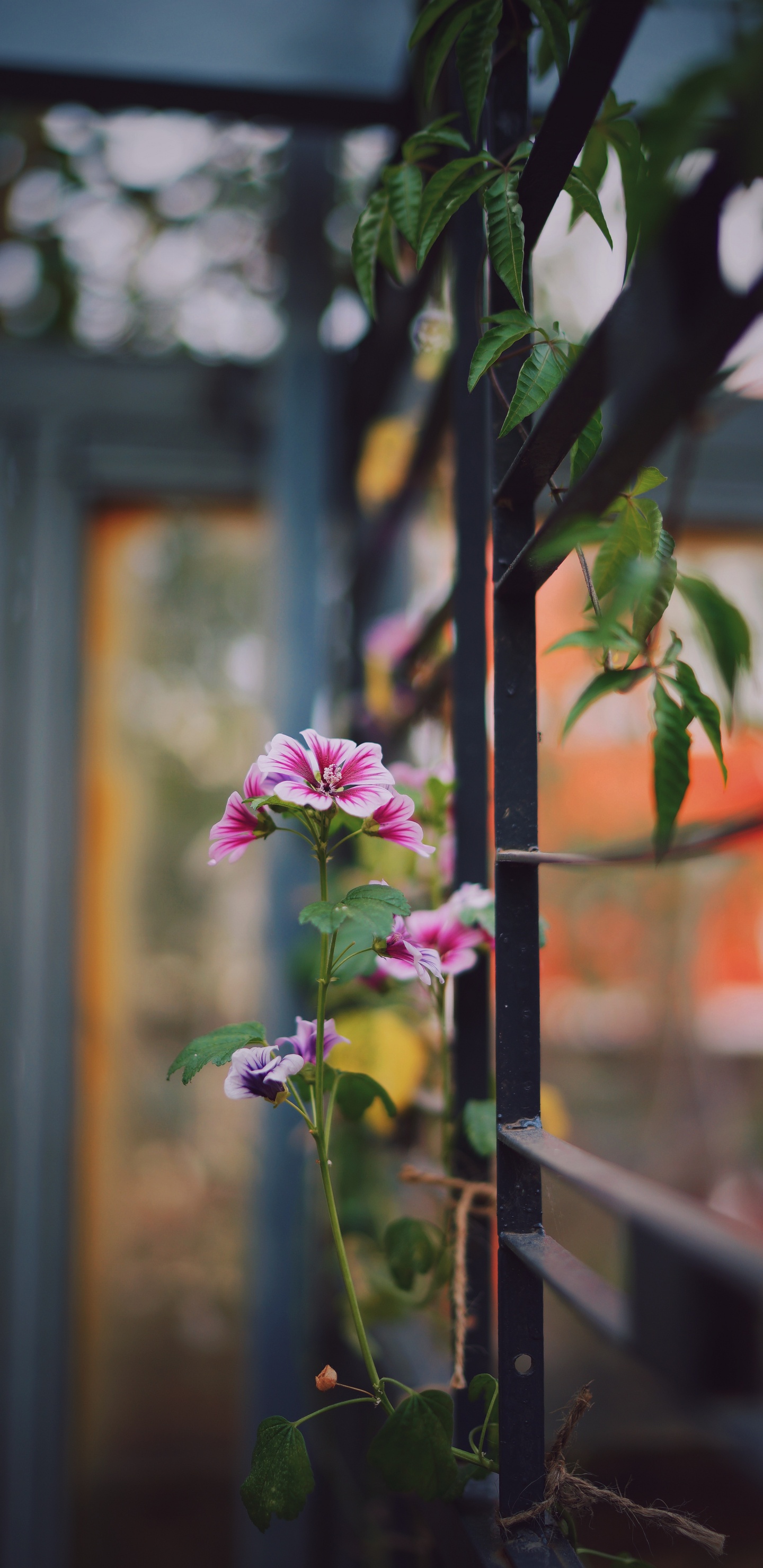 Purple Flower in Tilt Shift Lens. Wallpaper in 1440x2960 Resolution