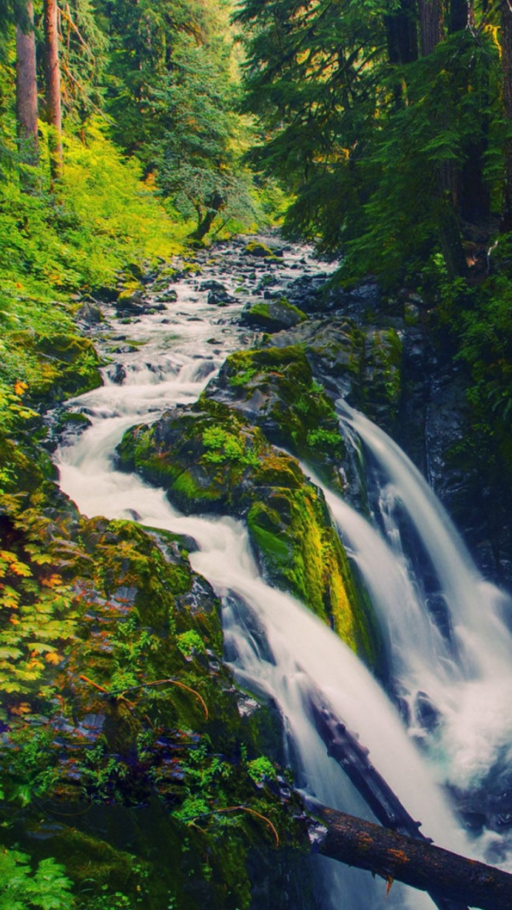 Grüne Bäume Und Fluss Tagsüber. Wallpaper in 720x1280 Resolution