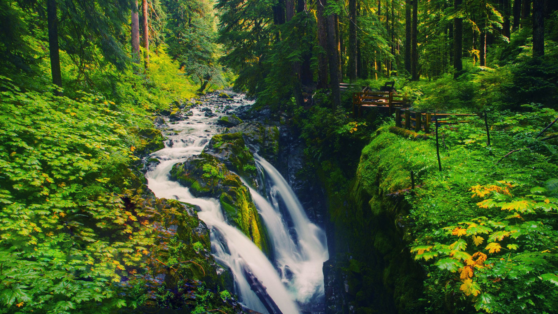 Green Trees and River During Daytime. Wallpaper in 1920x1080 Resolution