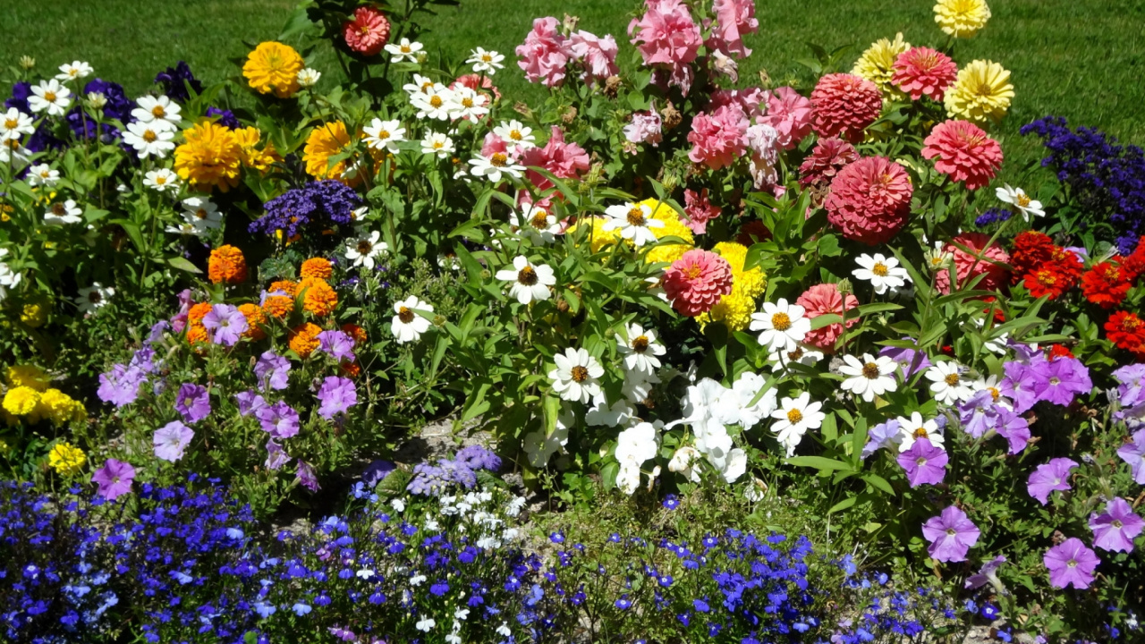 Lila Und Gelbes Blumenfeld Tagsüber. Wallpaper in 1280x720 Resolution