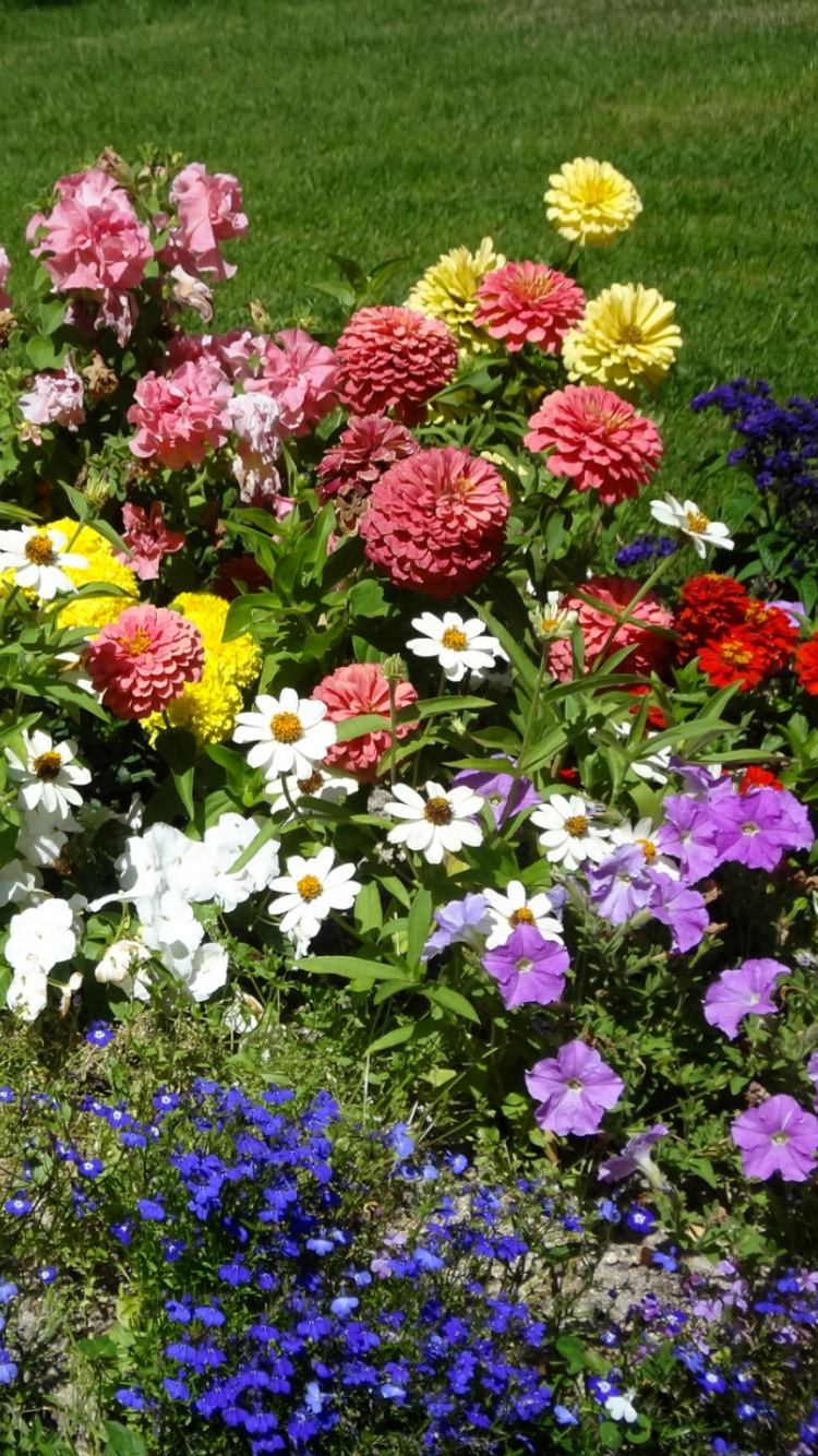 Purple and Yellow Flower Field During Daytime. Wallpaper in 750x1334 Resolution