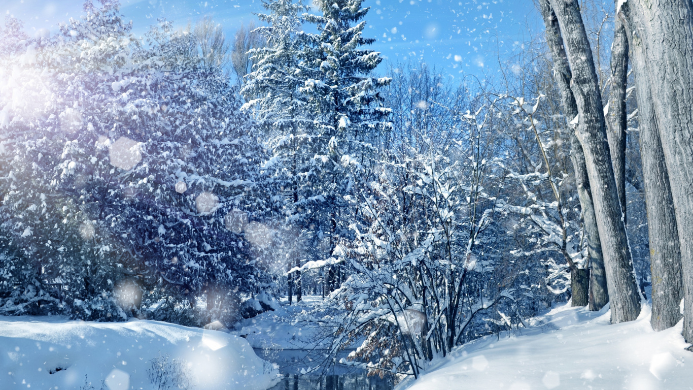 冬天, 冻结, 雪花, Fir, 天空 壁纸 1366x768 允许