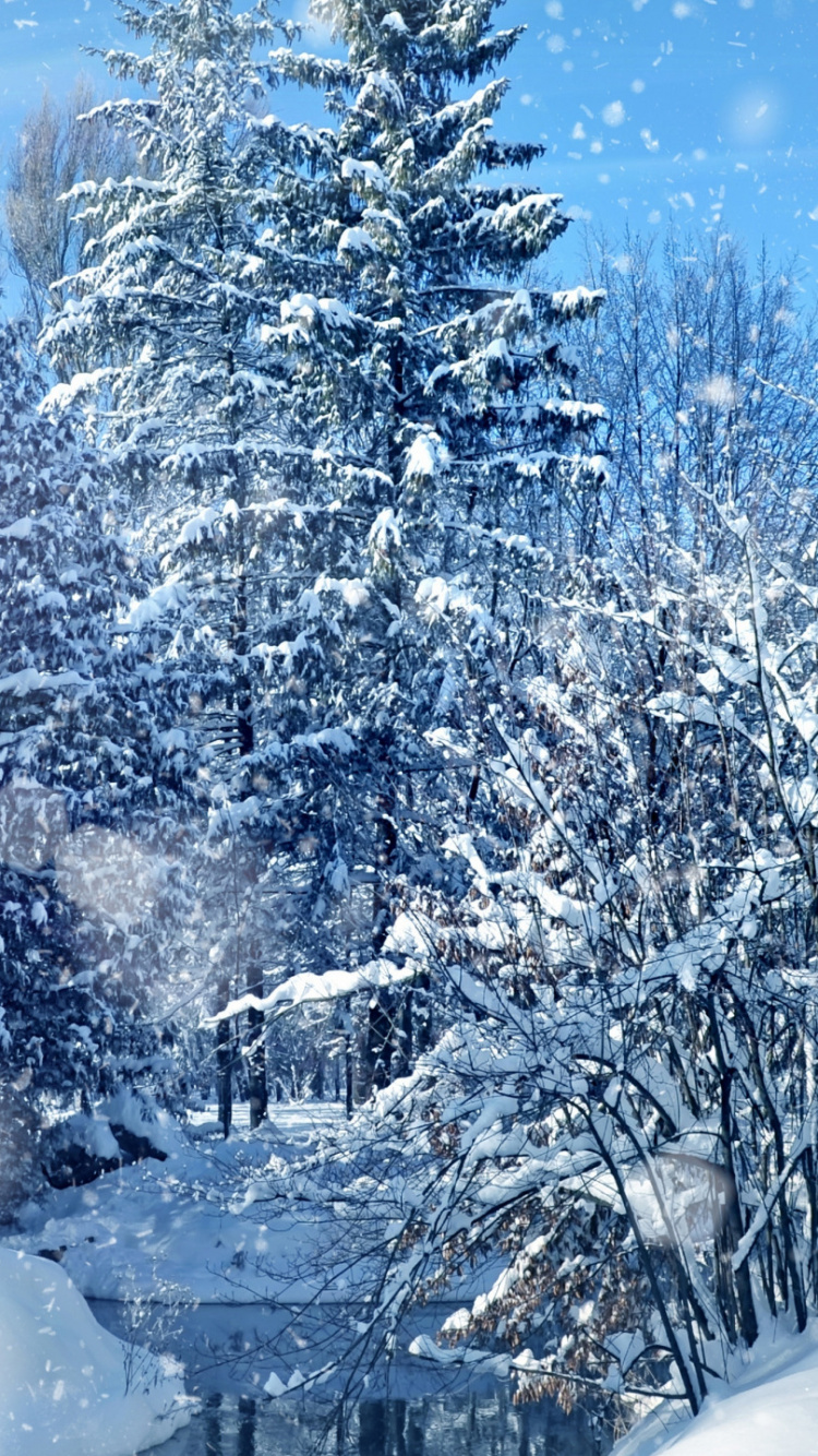 冬天, 冻结, 雪花, Fir, 天空 壁纸 750x1334 允许