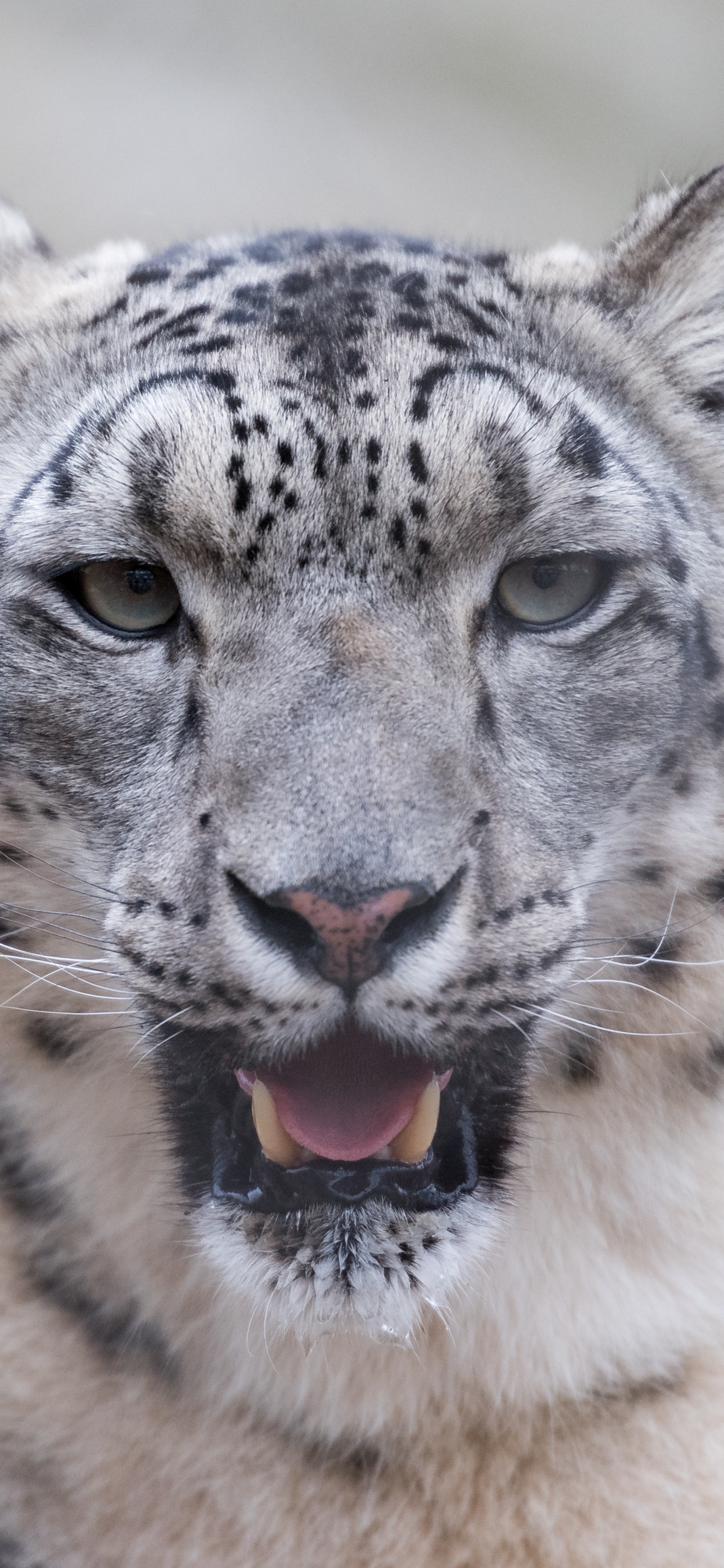 White and Black Leopard on Green Grass During Daytime. Wallpaper in 1242x2688 Resolution