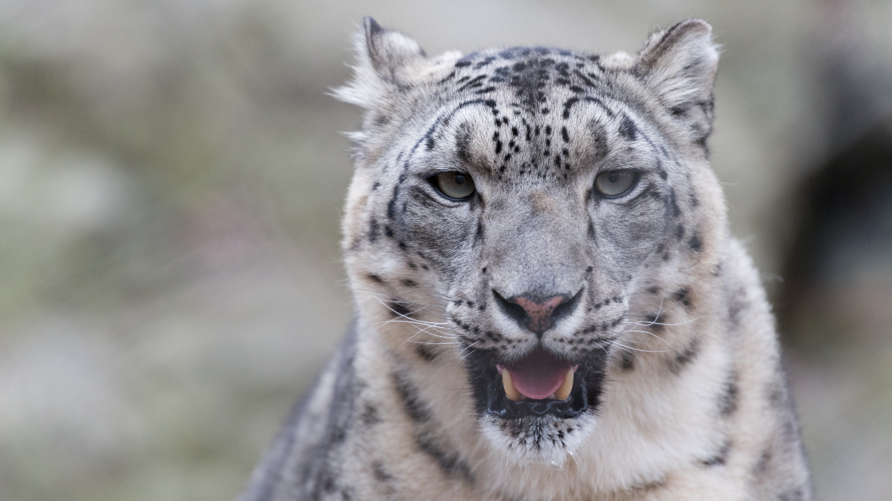 White and Black Leopard on Green Grass During Daytime. Wallpaper in 1280x720 Resolution