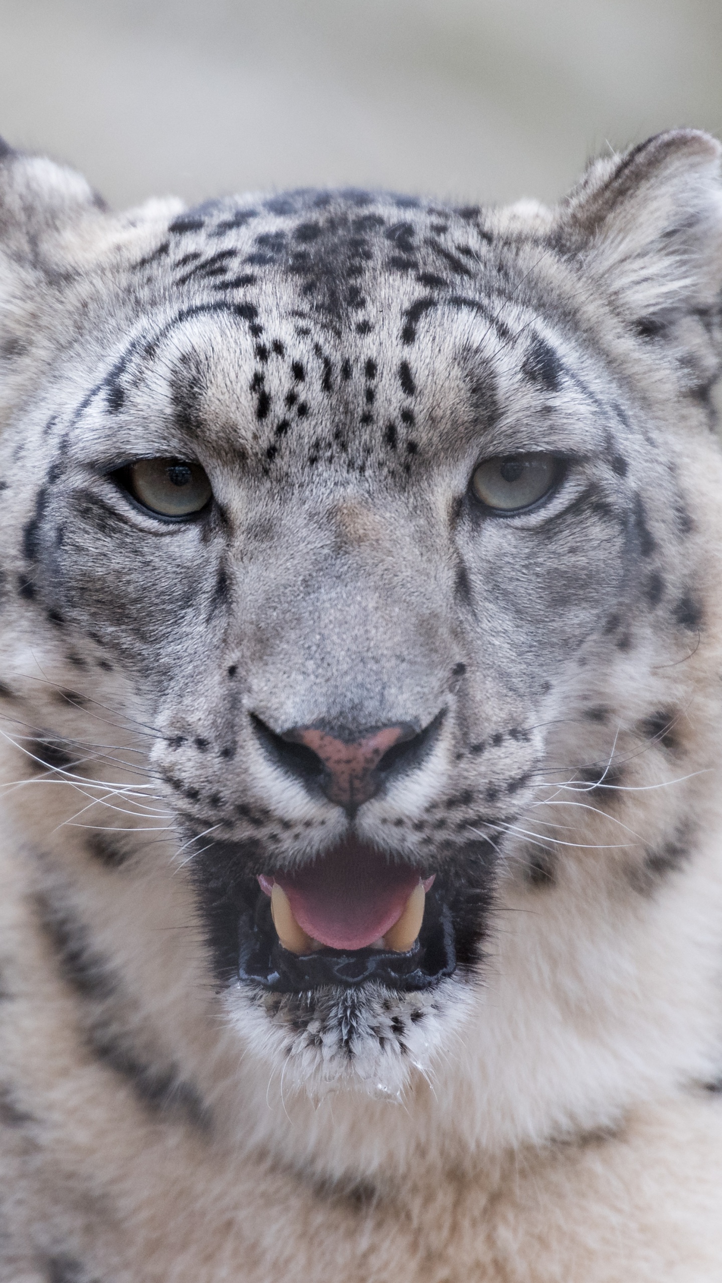 White and Black Leopard on Green Grass During Daytime. Wallpaper in 1440x2560 Resolution