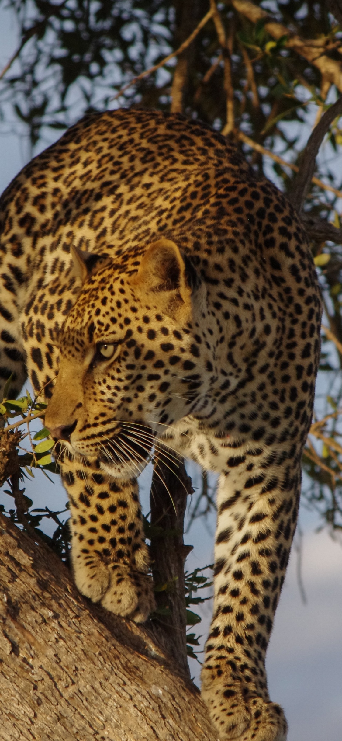 African Leopards, Sabi Sands Game Reserve, Etosha National Park, Lion, Felidae. Wallpaper in 1125x2436 Resolution