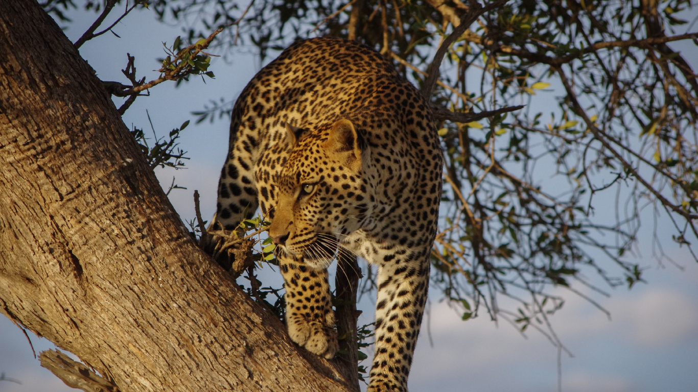 African Leopards, Sabi Sands Game Reserve, Etosha National Park, Lion, Felidae. Wallpaper in 1366x768 Resolution