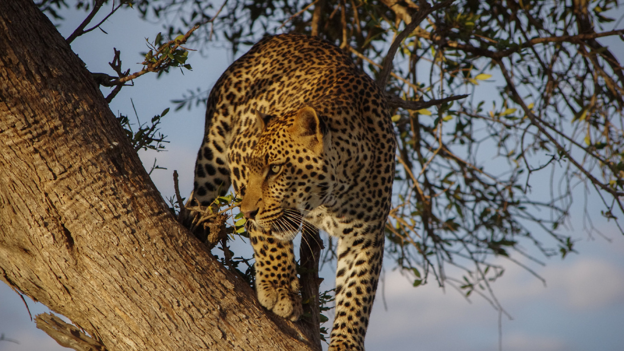 Afrikanische Leoparden, Sabi Sands Wildreservat, Etosha National Park, Lion, Felidae. Wallpaper in 1280x720 Resolution